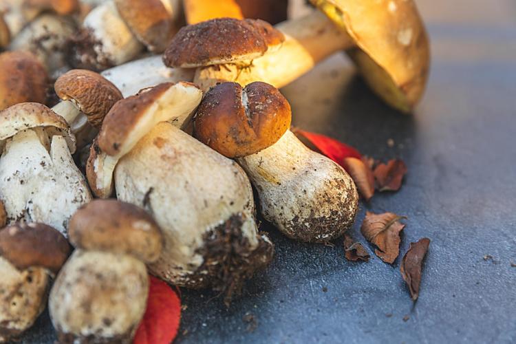 Jamur lokal musiman Indonesia – shiitake, tiram, merang, jamur kuping