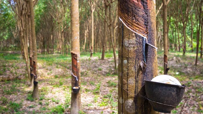 Produk hutan artisan Wild Purveyors – madu liar, preserves, garam musiman, shrubs